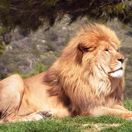 La Galinette Family Loft * シジャン